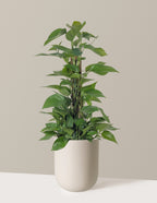Jade Pothos Totem