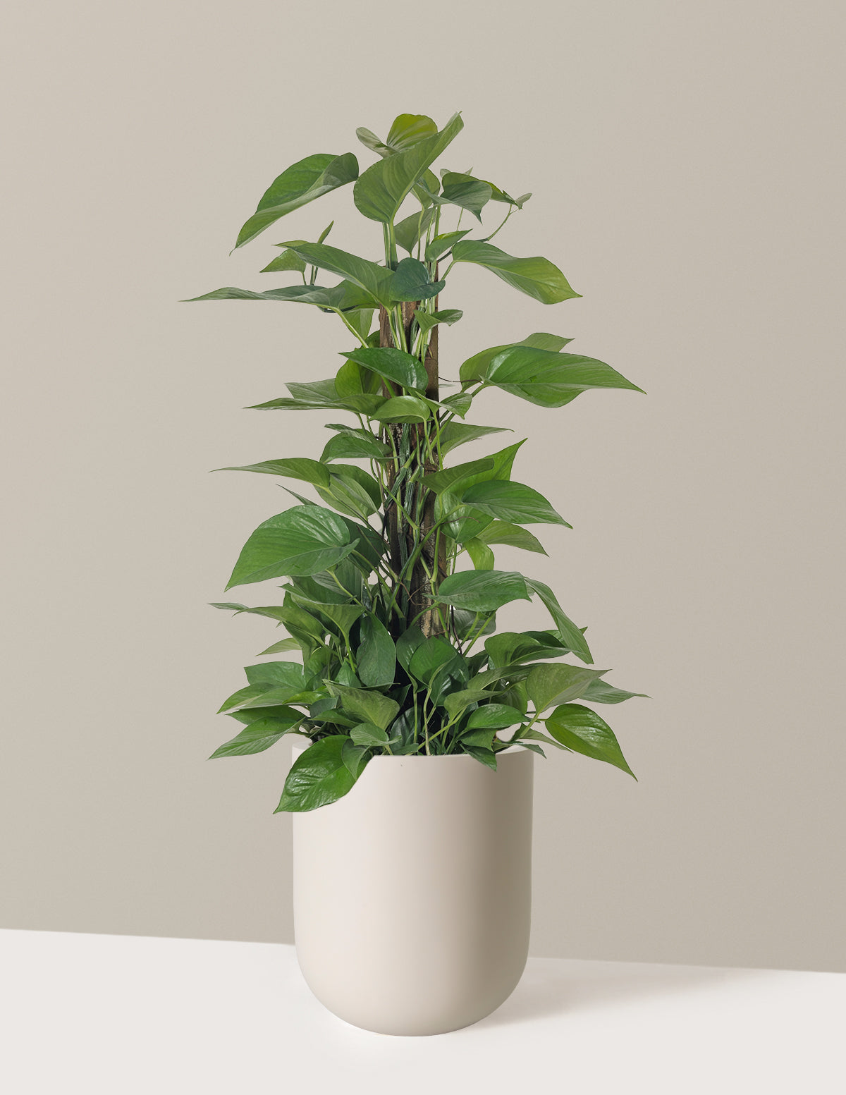 Jade Pothos Totem