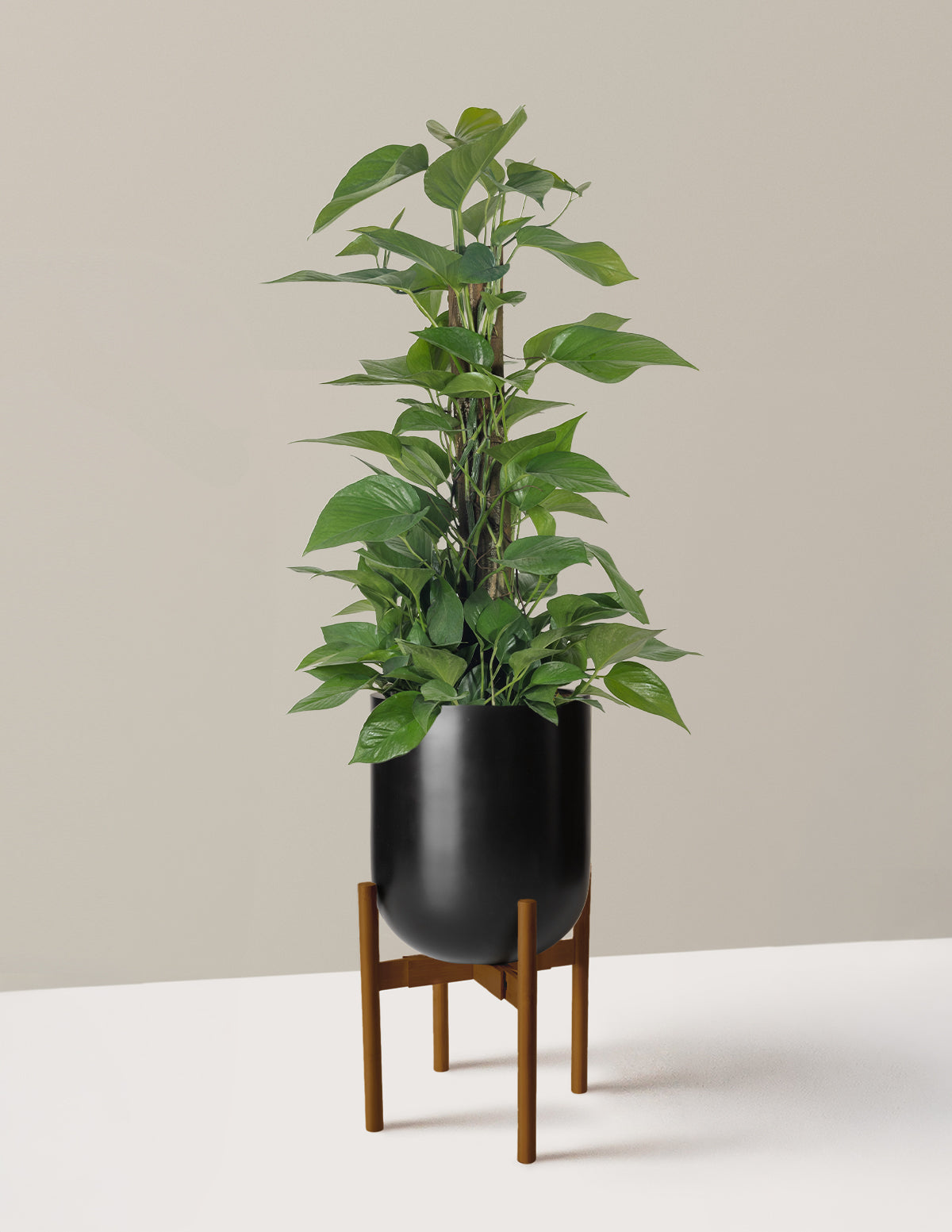 Jade Pothos Totem