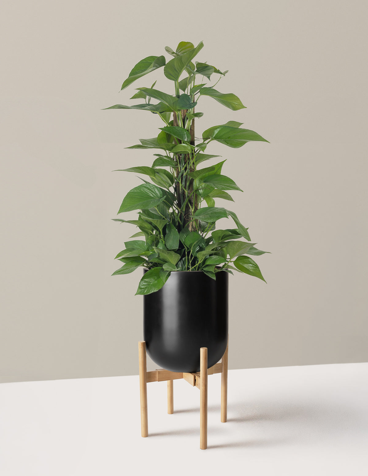 Jade Pothos Totem