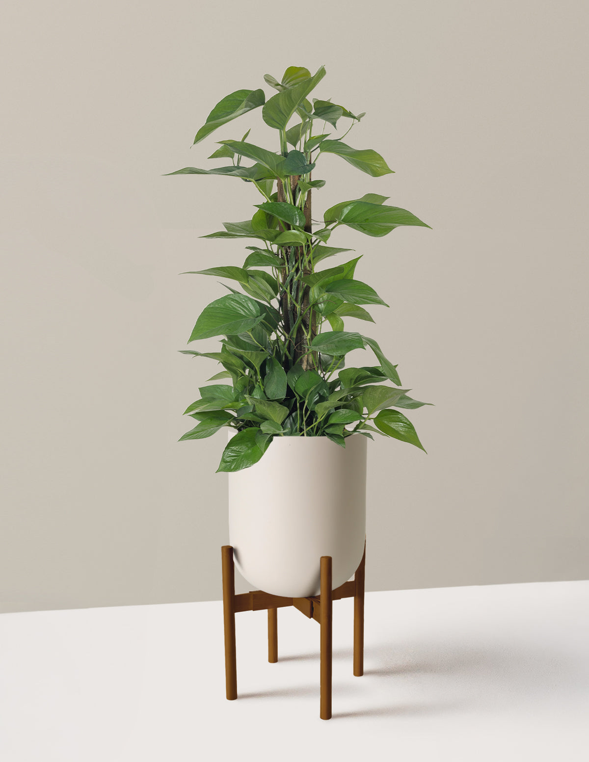 Jade Pothos Totem