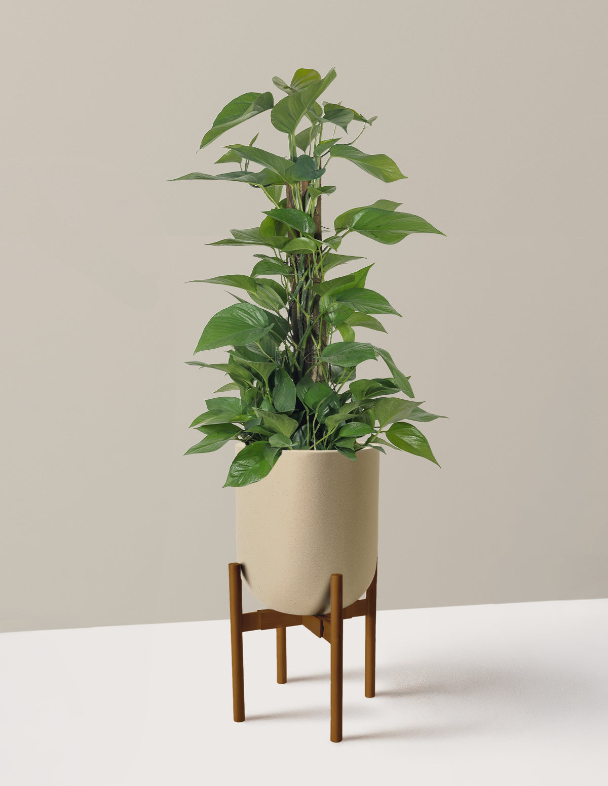 Jade Pothos Totem