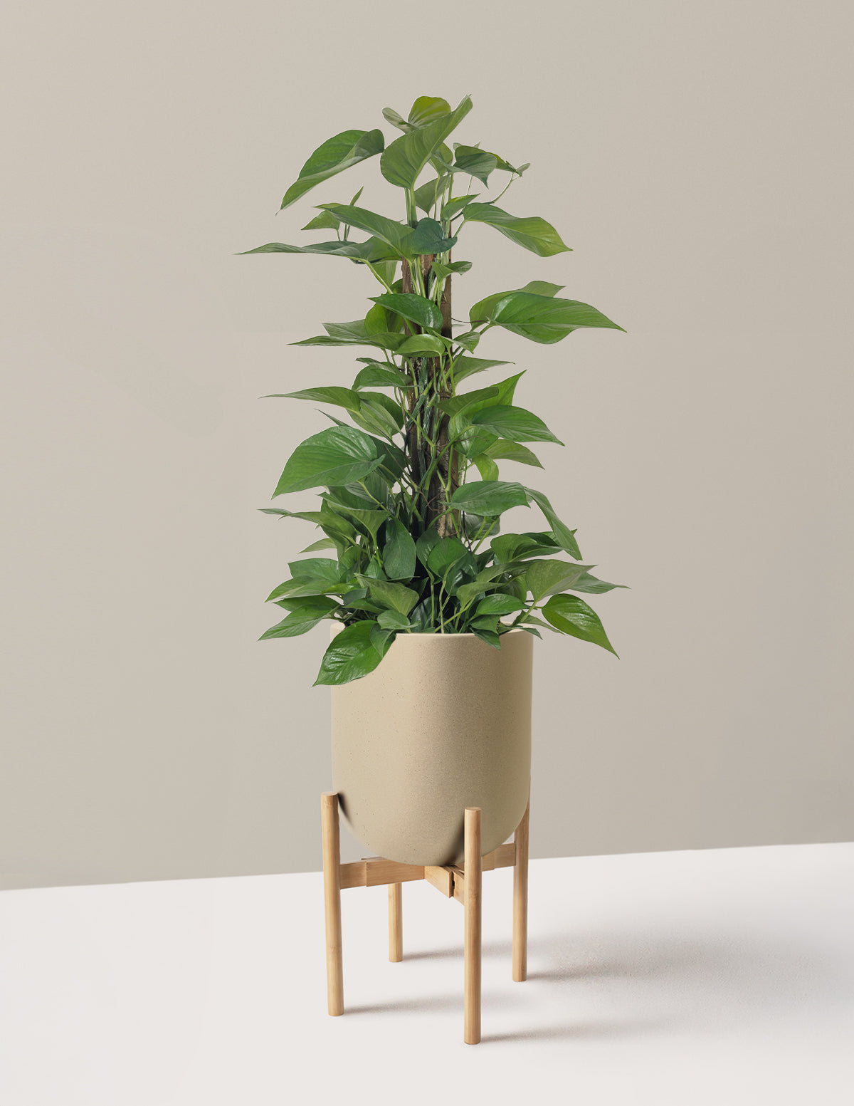 Jade Pothos Totem
