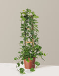 Jade Pothos Trellis