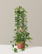Jade Pothos Trellis