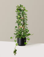 Jade Pothos Trellis
