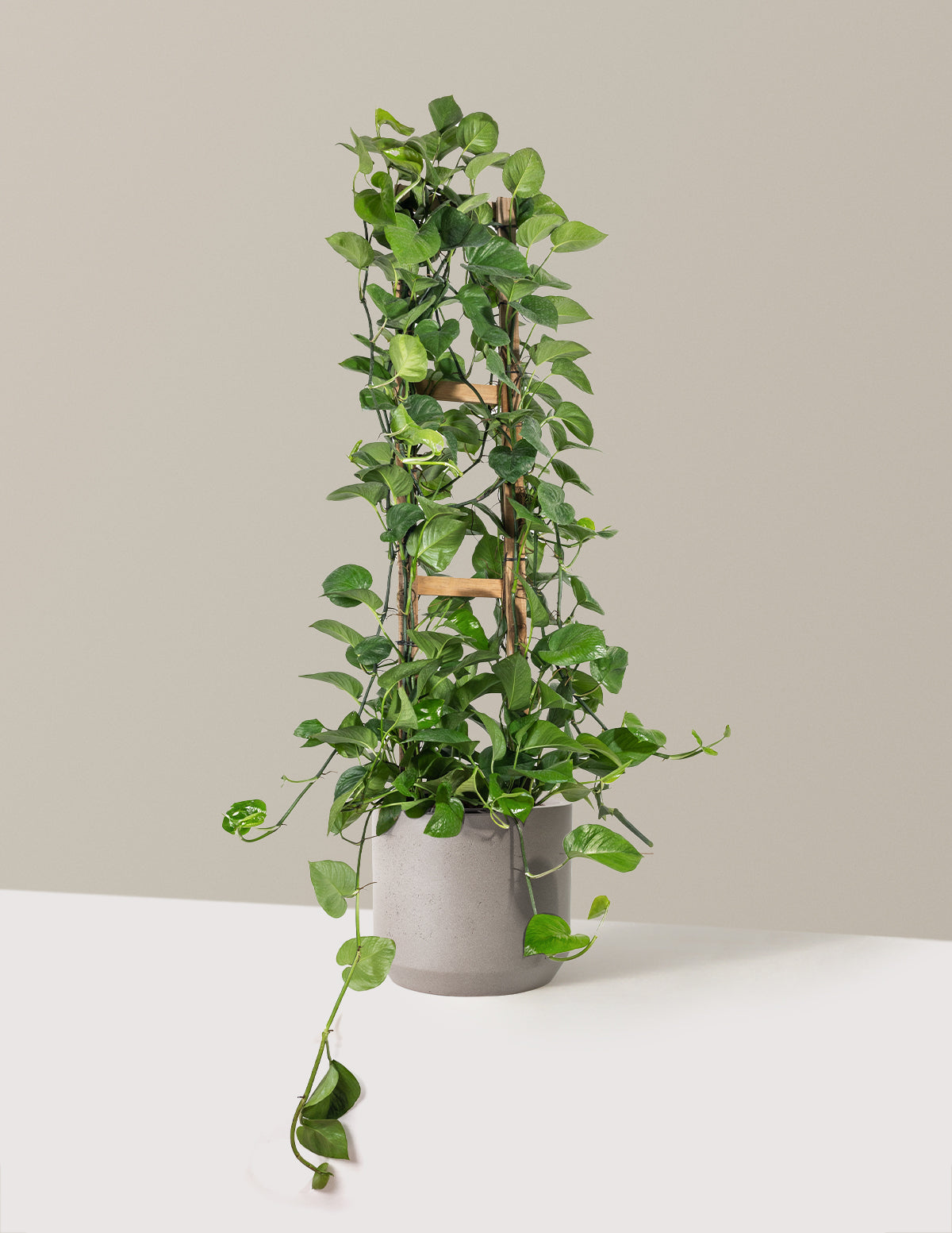 Jade Pothos Trellis