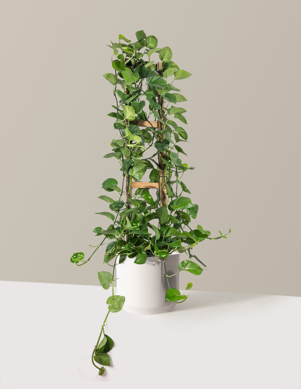 Jade Pothos Trellis