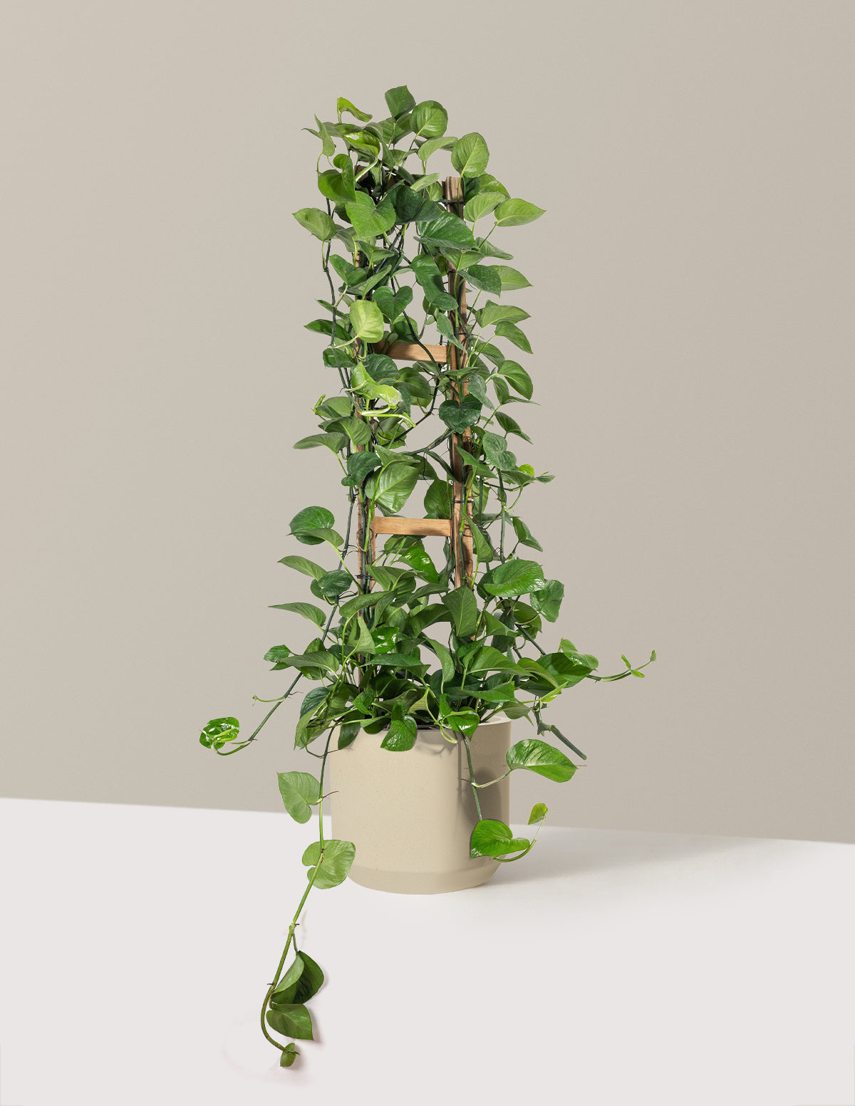 Jade Pothos Trellis