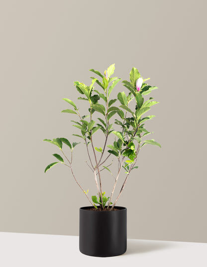 Jane Magnolia