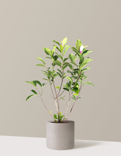Jane Magnolia