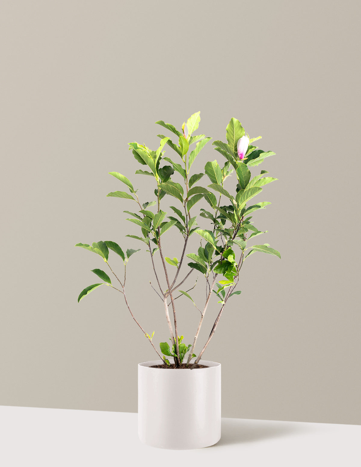 Jane Magnolia