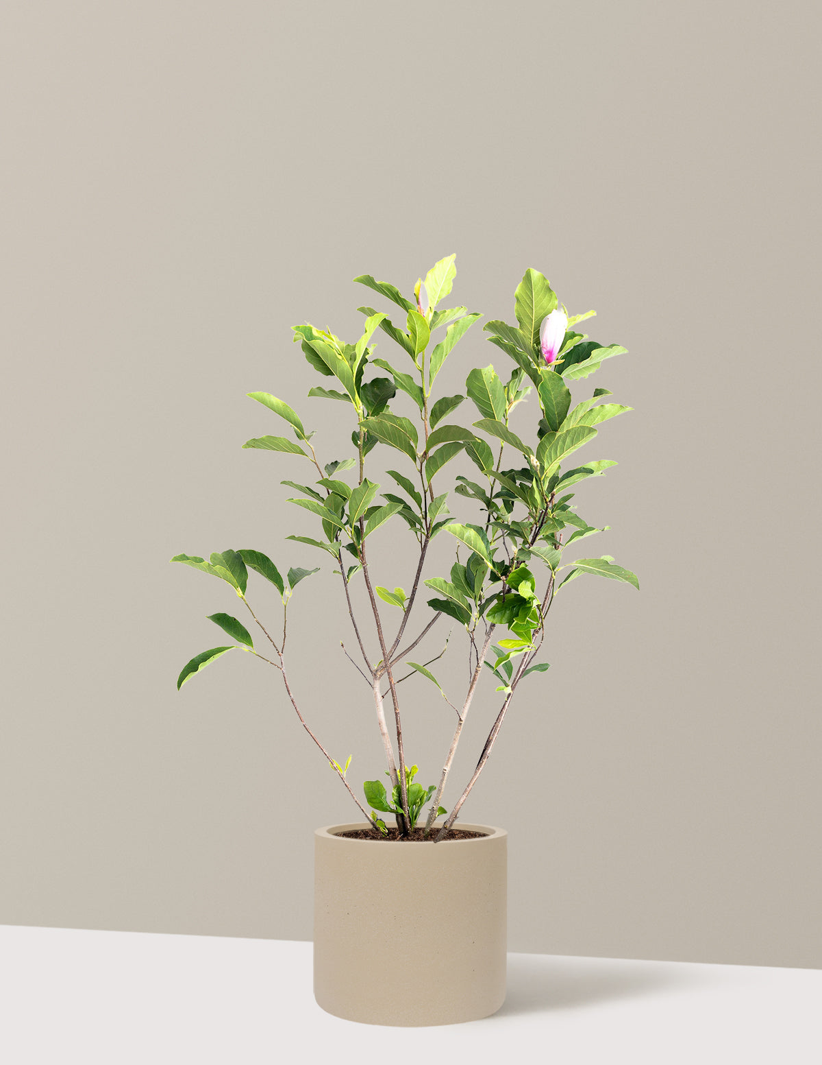 Jane Magnolia