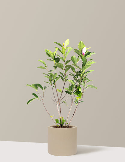 Jane Magnolia