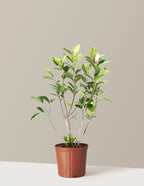 Jane Magnolia