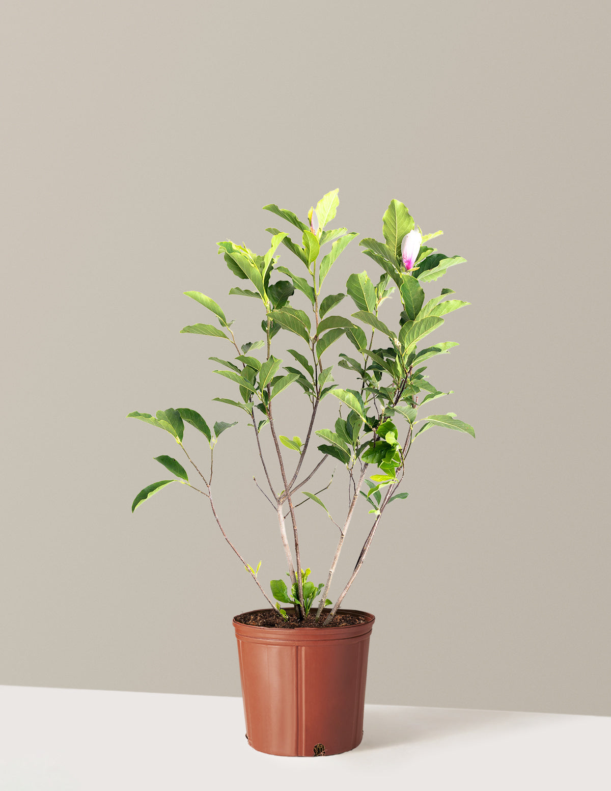 Jane Magnolia