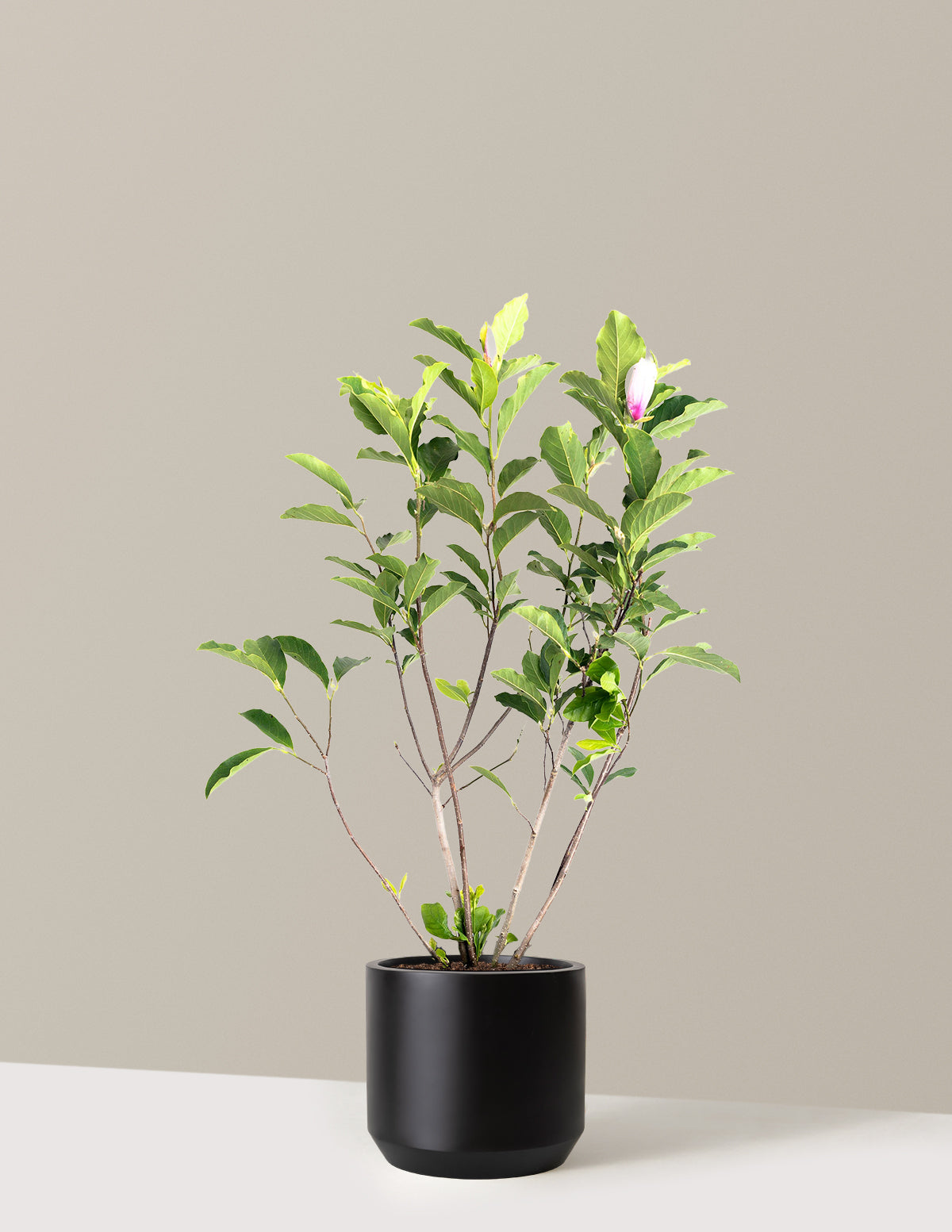 Jane Magnolia