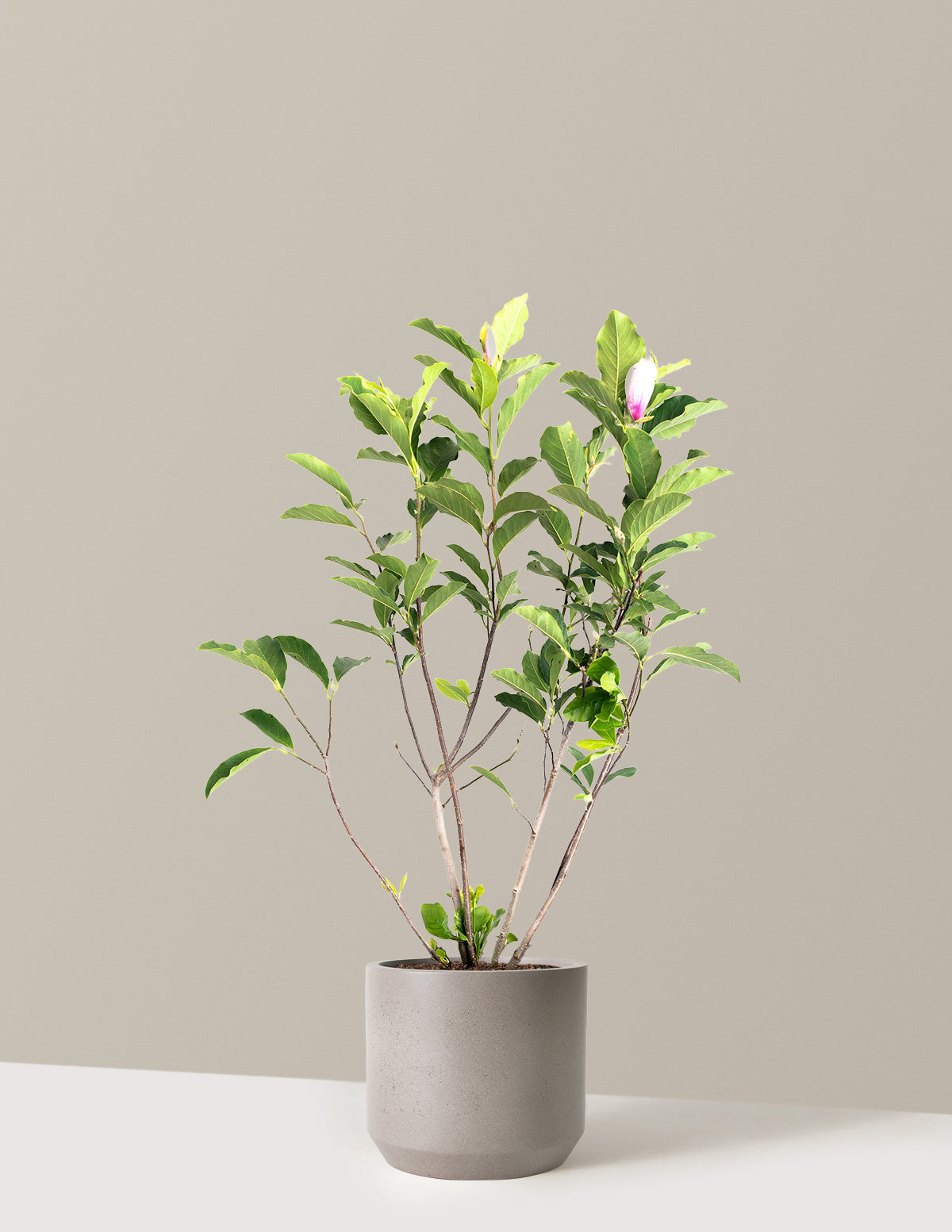 Jane Magnolia