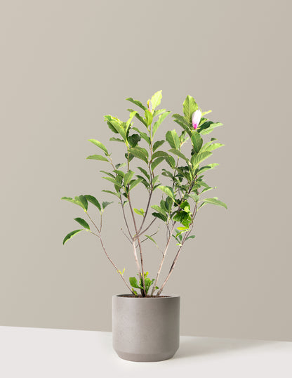Jane Magnolia