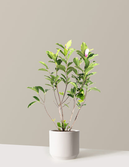 Jane Magnolia