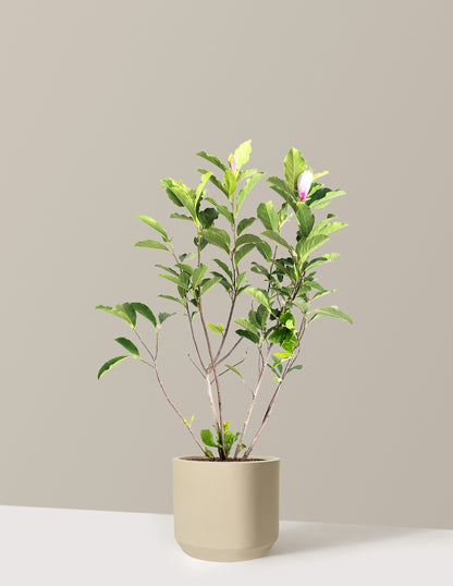 Jane Magnolia