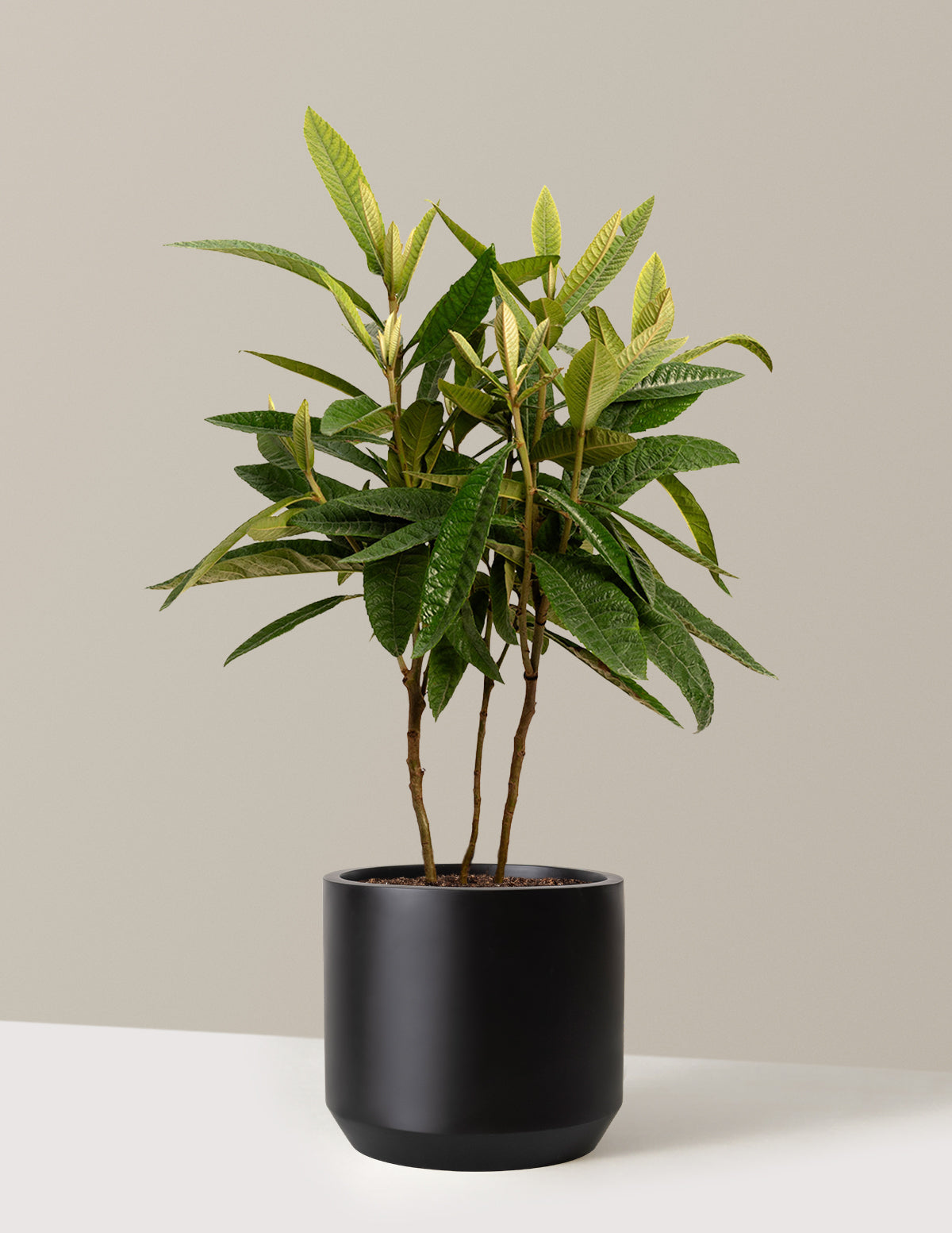Japanese Loquat