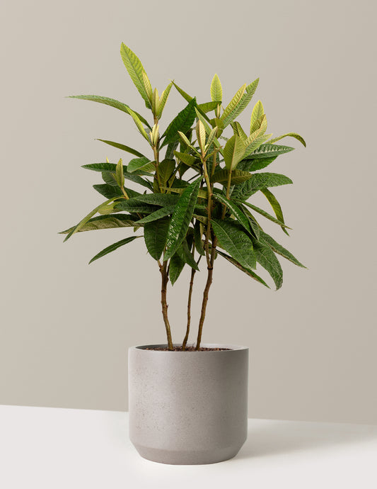 bundle | 3-4 ft. | Mexia | Cement Grey