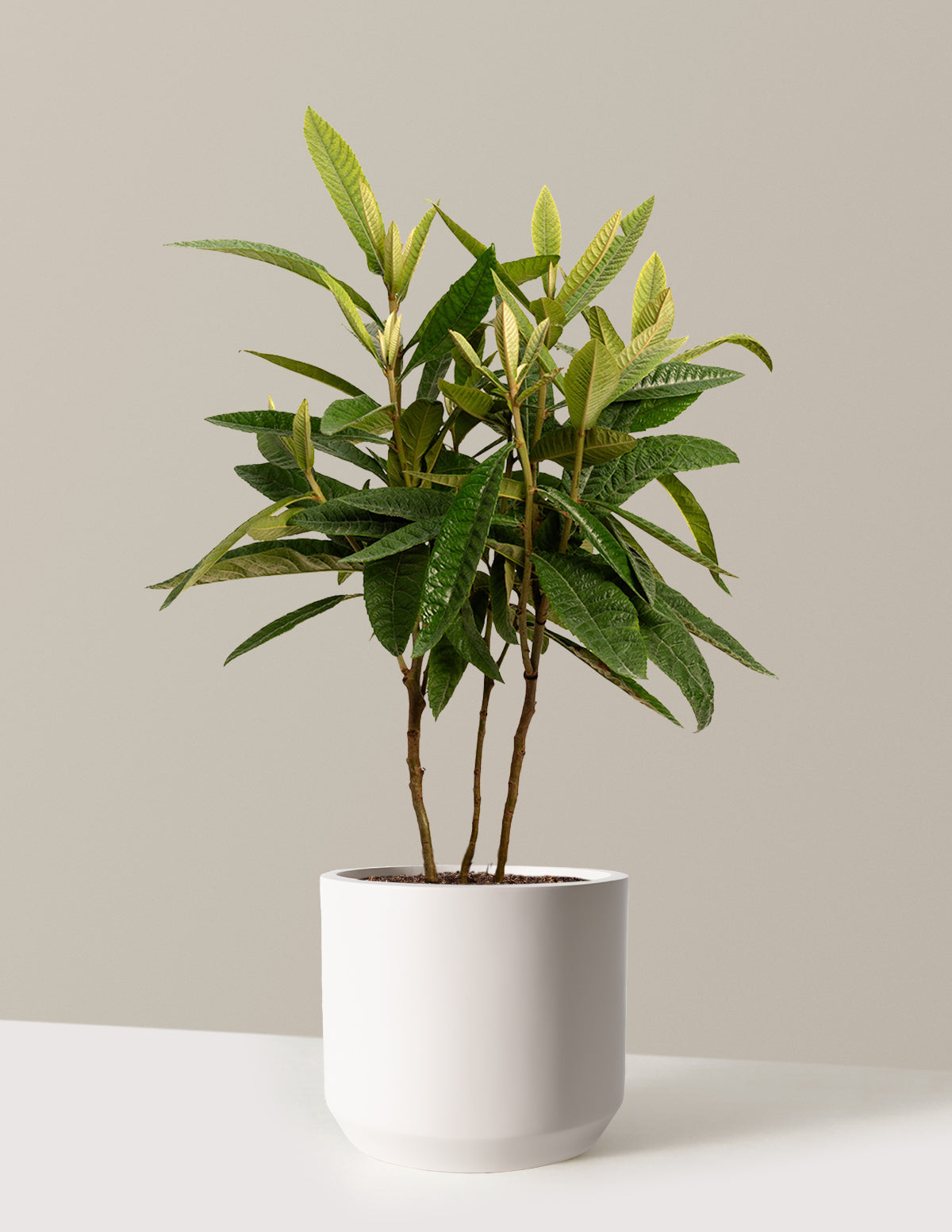 Japanese Loquat