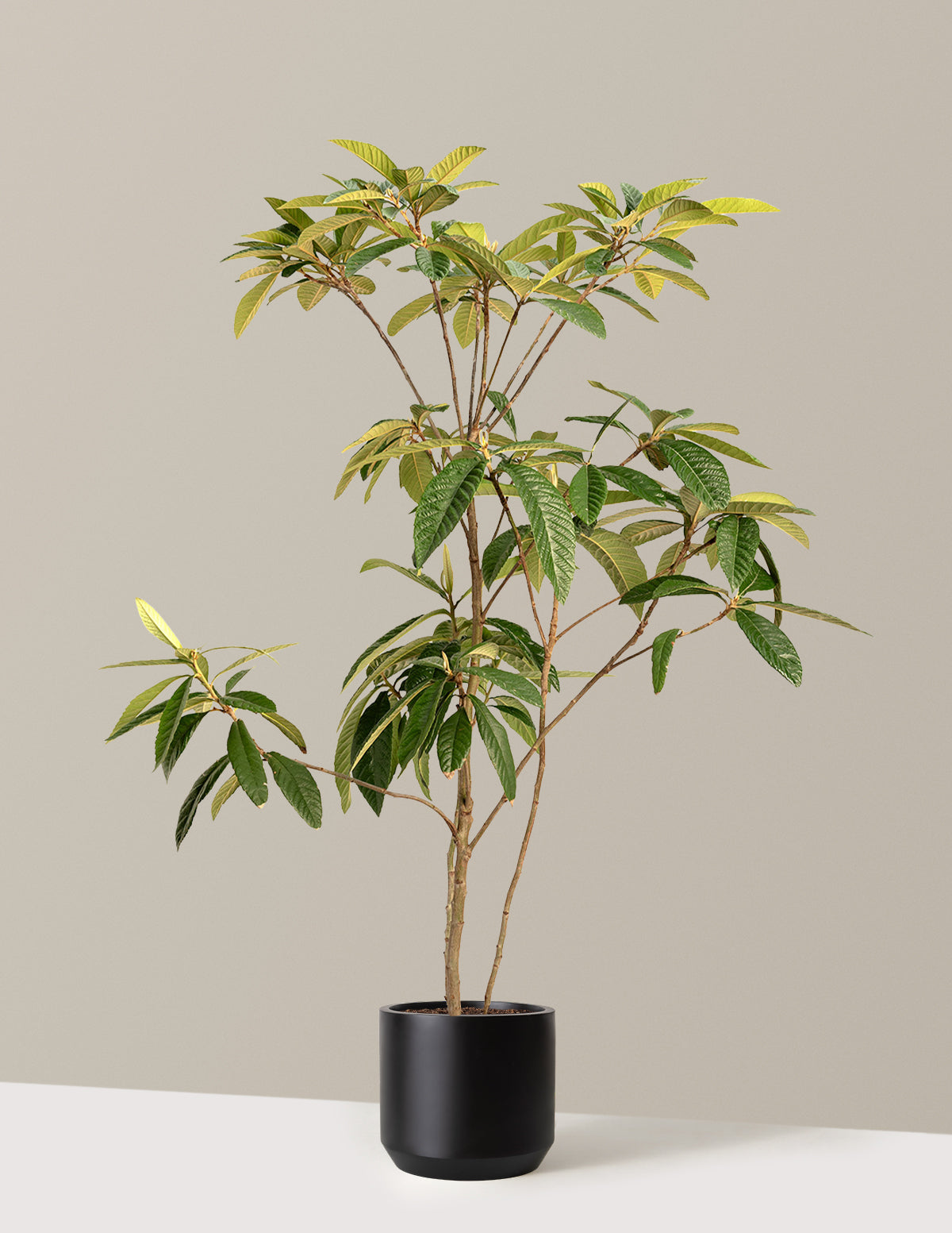 bundle | 4-5 ft. | Mexia | Black