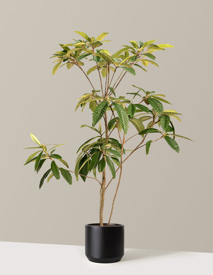 Japanese Loquat