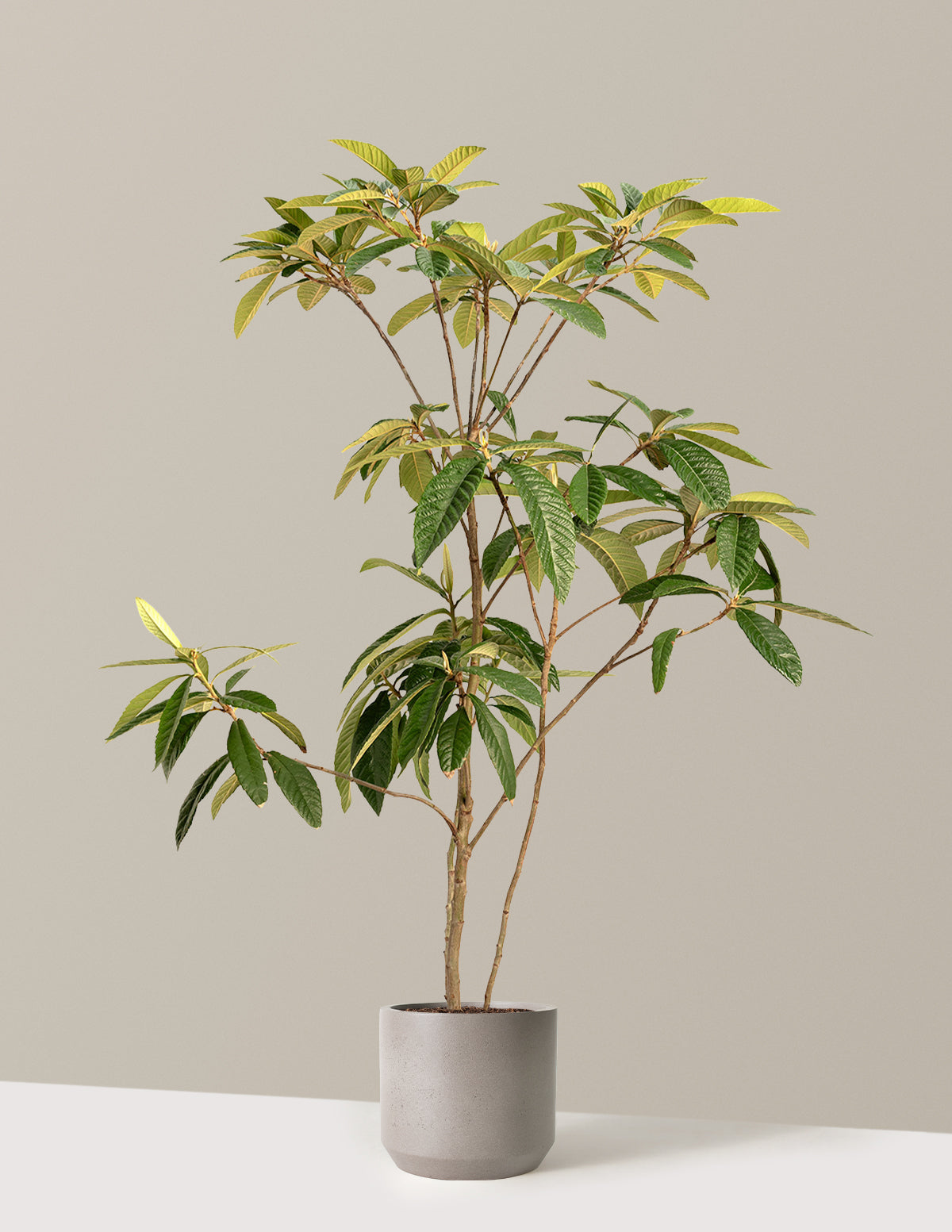 bundle | 4-5 ft. | Mexia | Cement Grey