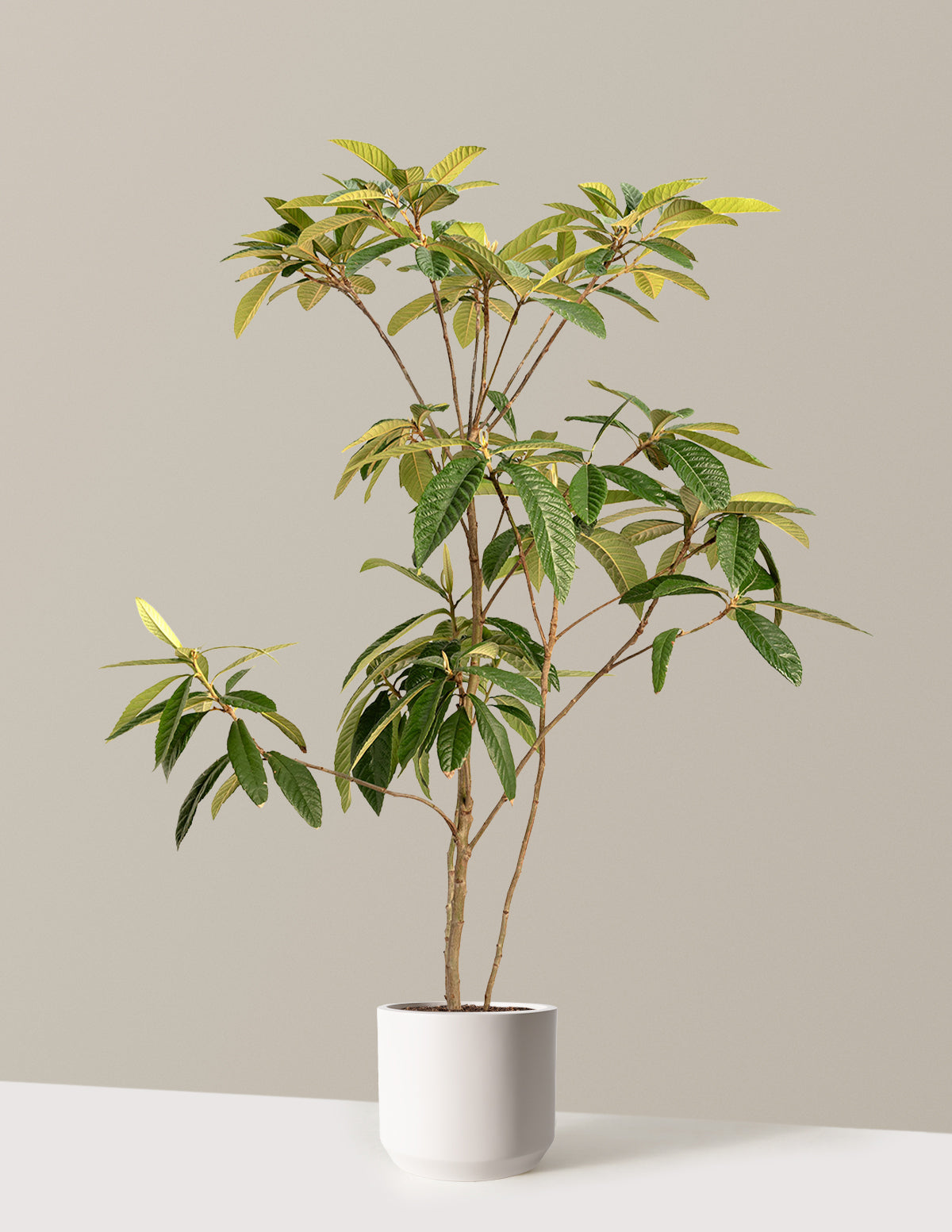 Japanese Loquat