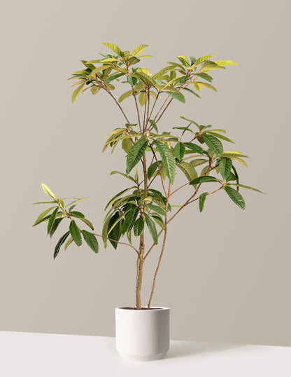 Japanese Loquat