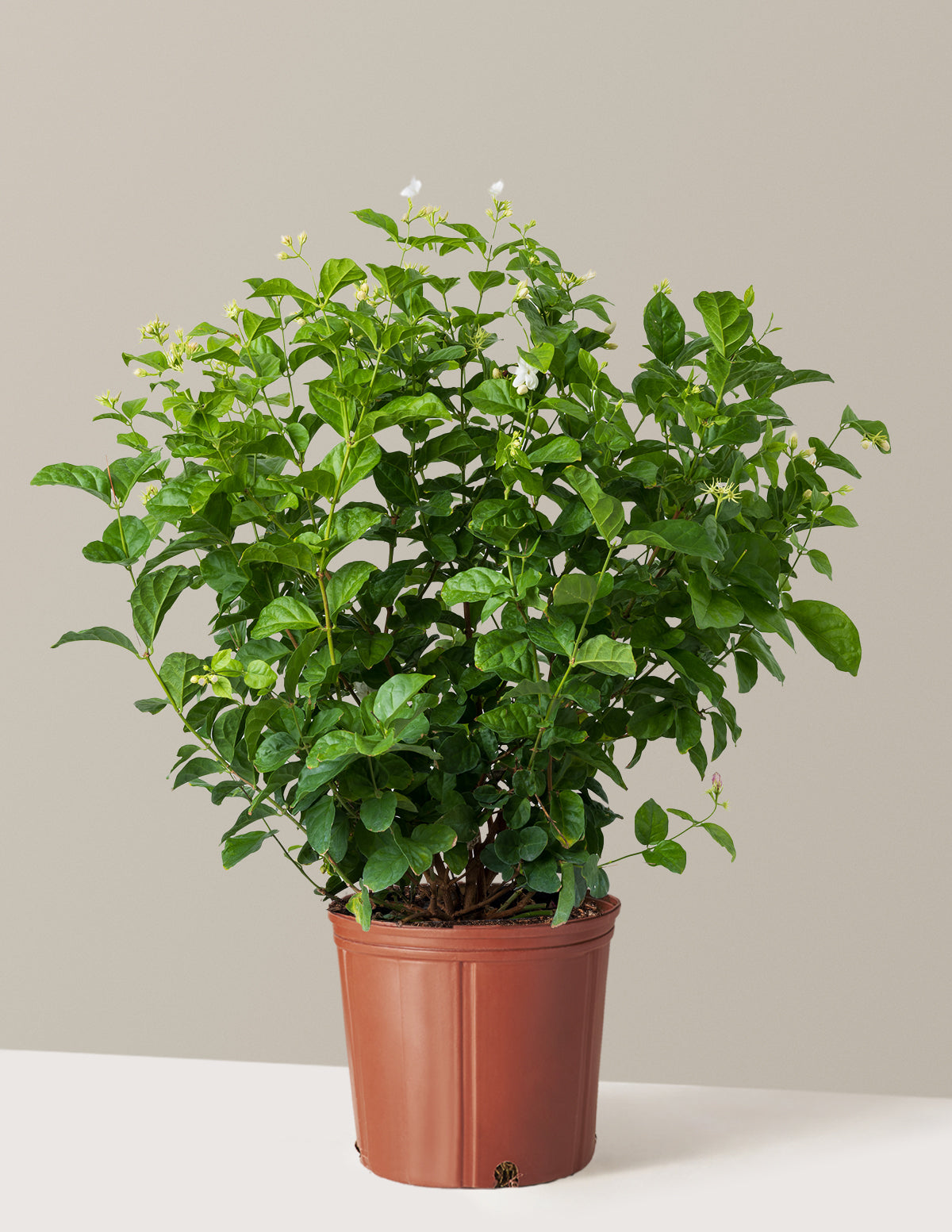 bundle | Large | Grow Pot