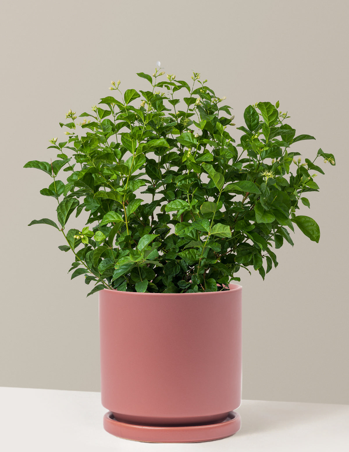 jasmine plant for indoors Jasmine Sambac Houseplant - Large (1-2' tall) Grow Pot
