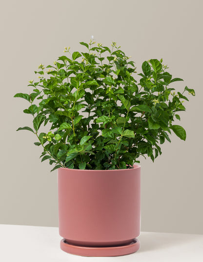 can jasmine be planted in a pot Jasmine Sambac | Tropical Trailing Plants & Houseplants for Delivery