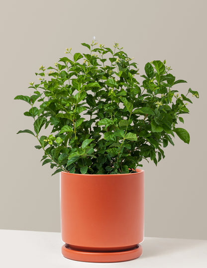 trailing jasmine house plant Jasmine Sambac Houseplant - Large (1-2' tall) Grow Pot