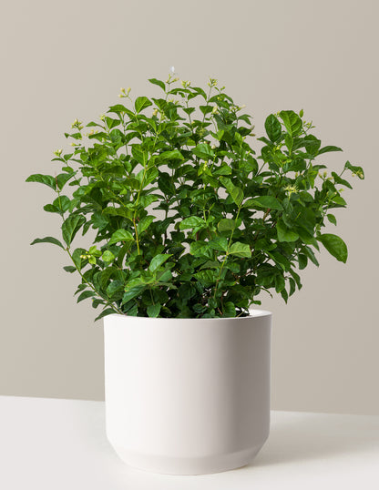 where can i buy an indoor jasmine plant Jasmine Sambac Houseplant - Large (1-2' tall) Grow Pot