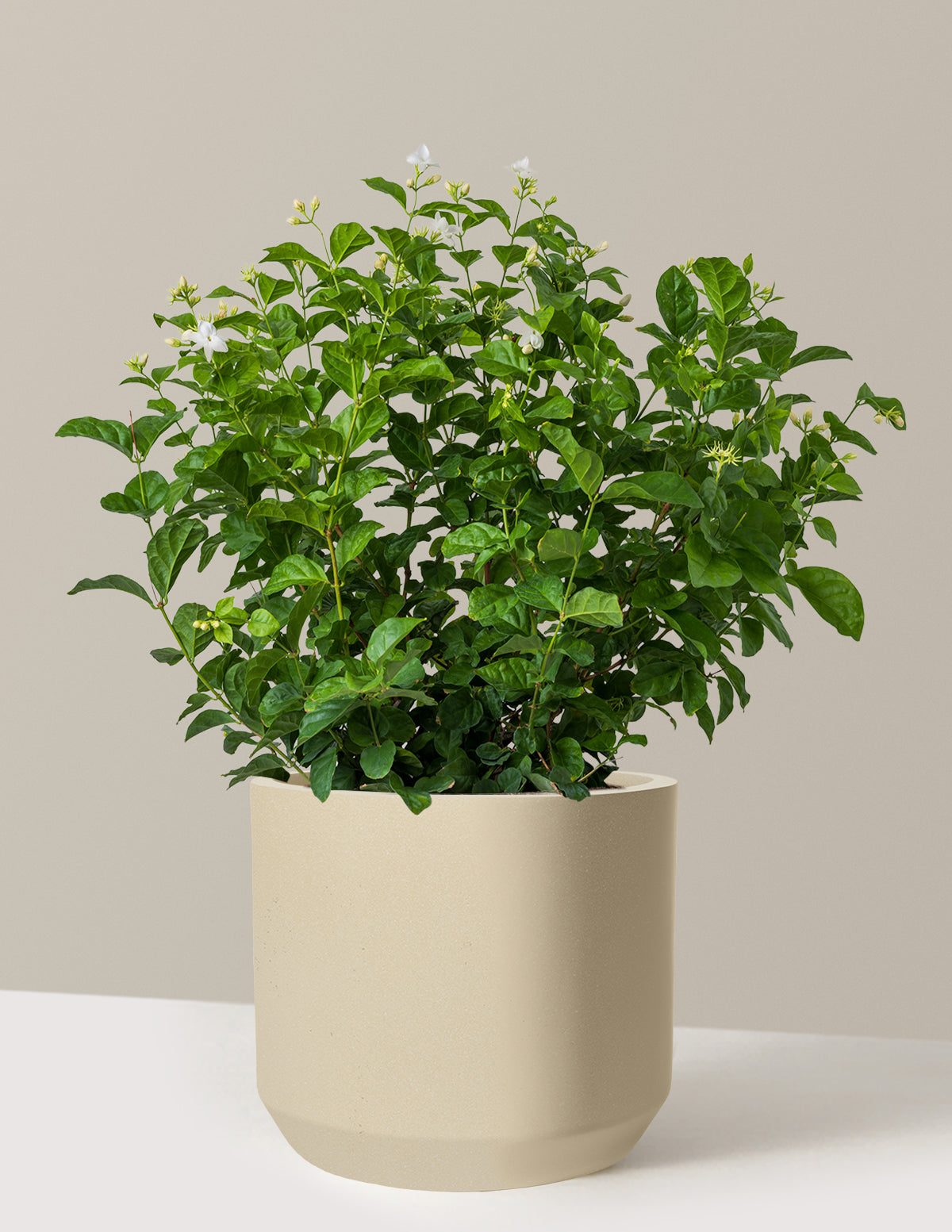 files/the-sill_Large-Jasmine_Sambac_Large_Mexia_Sand_Variant.jpg