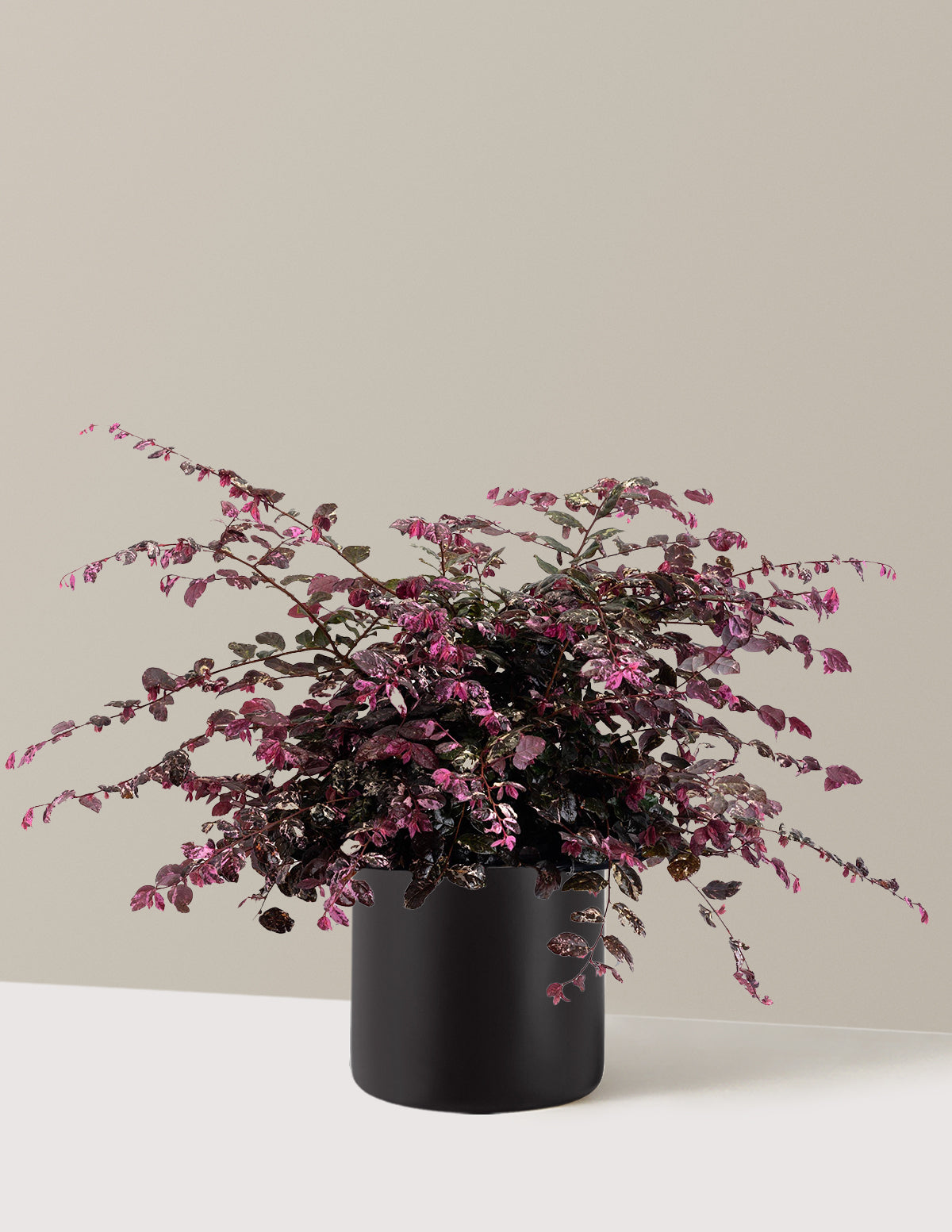 Jazz Hands Variegated® Loropetalum