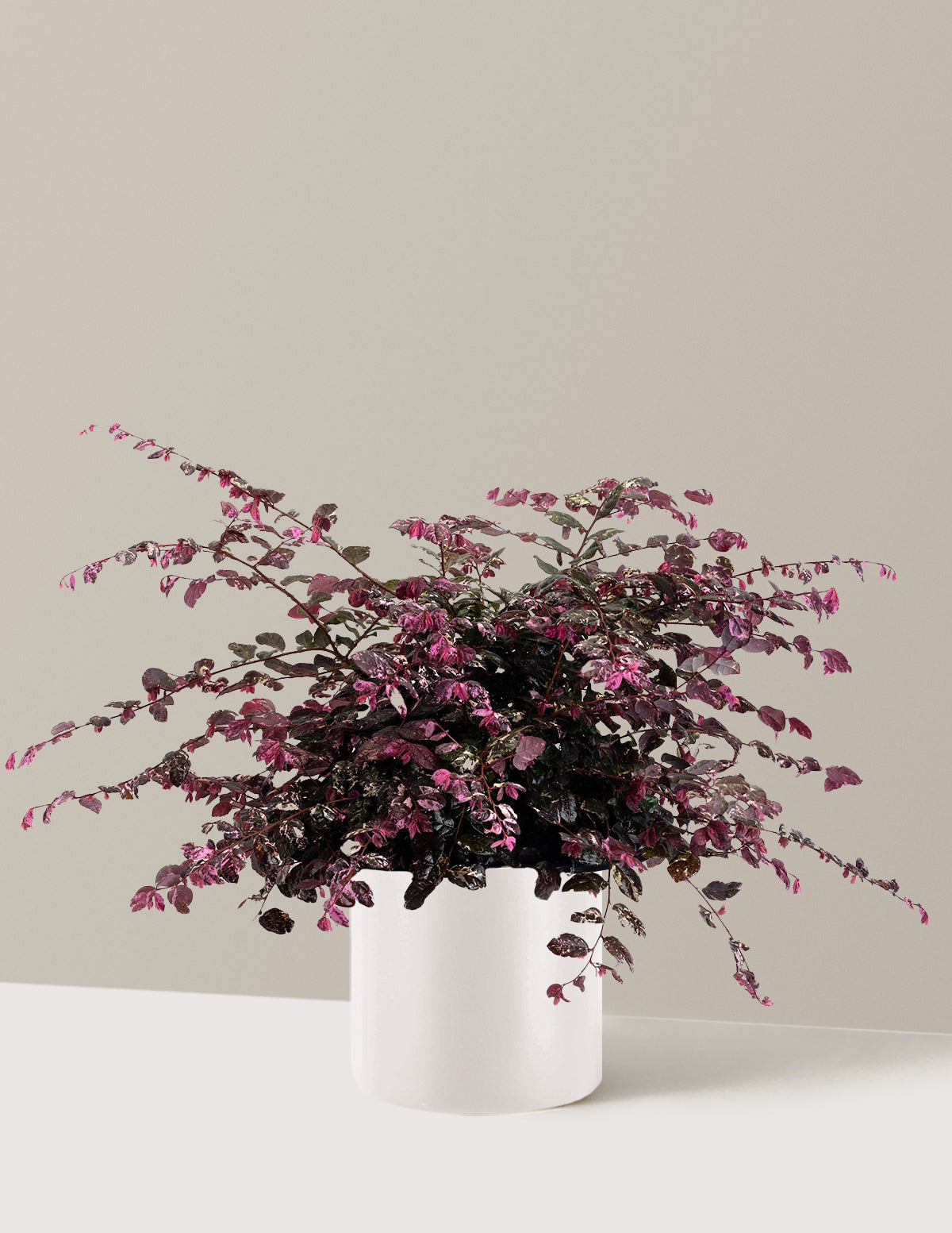 Jazz Hands Variegated® Loropetalum