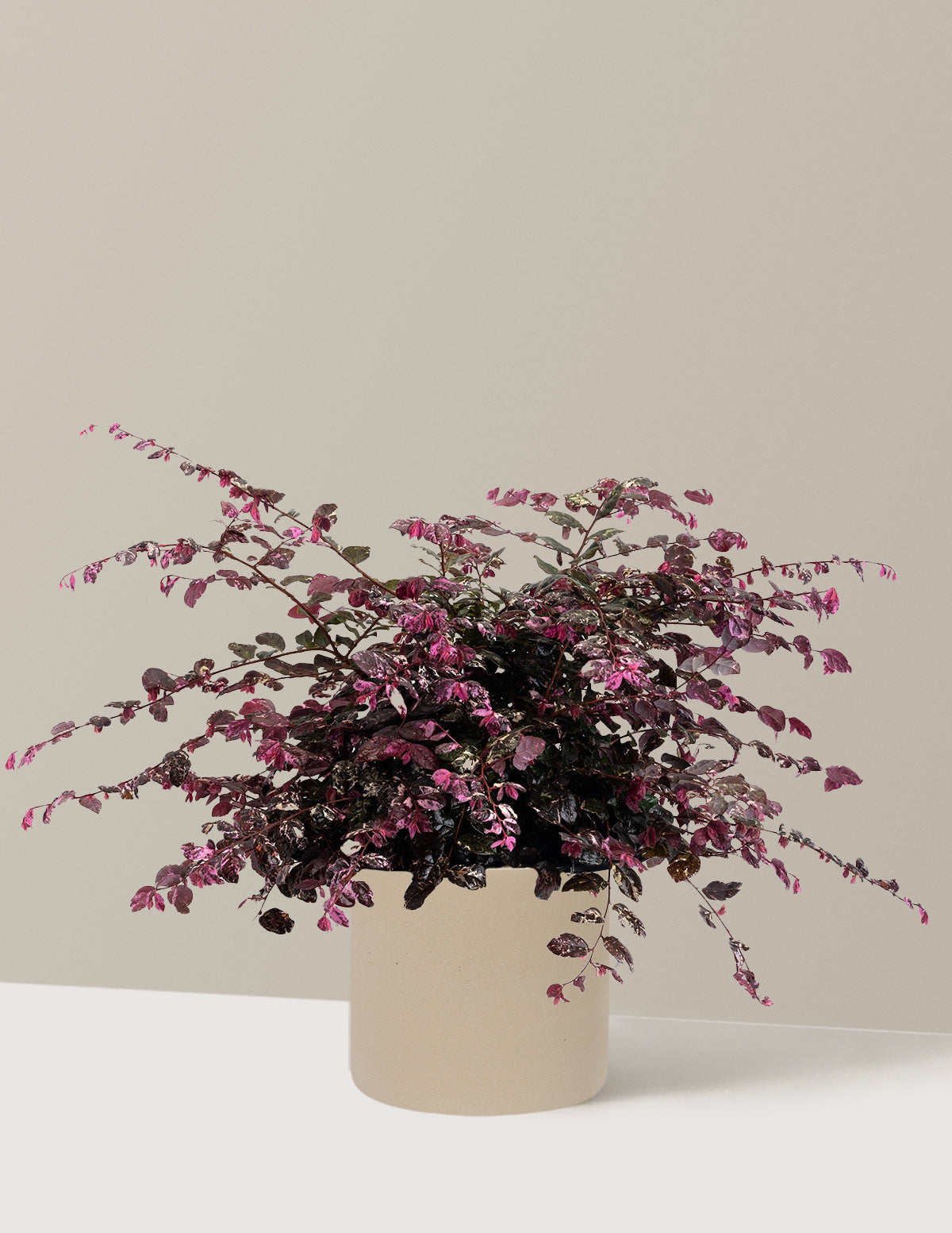 Jazz Hands Variegated® Loropetalum