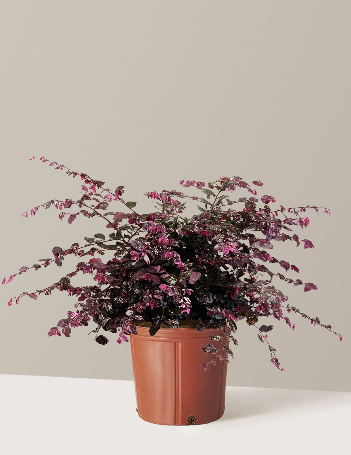Jazz Hands Variegated® Loropetalum