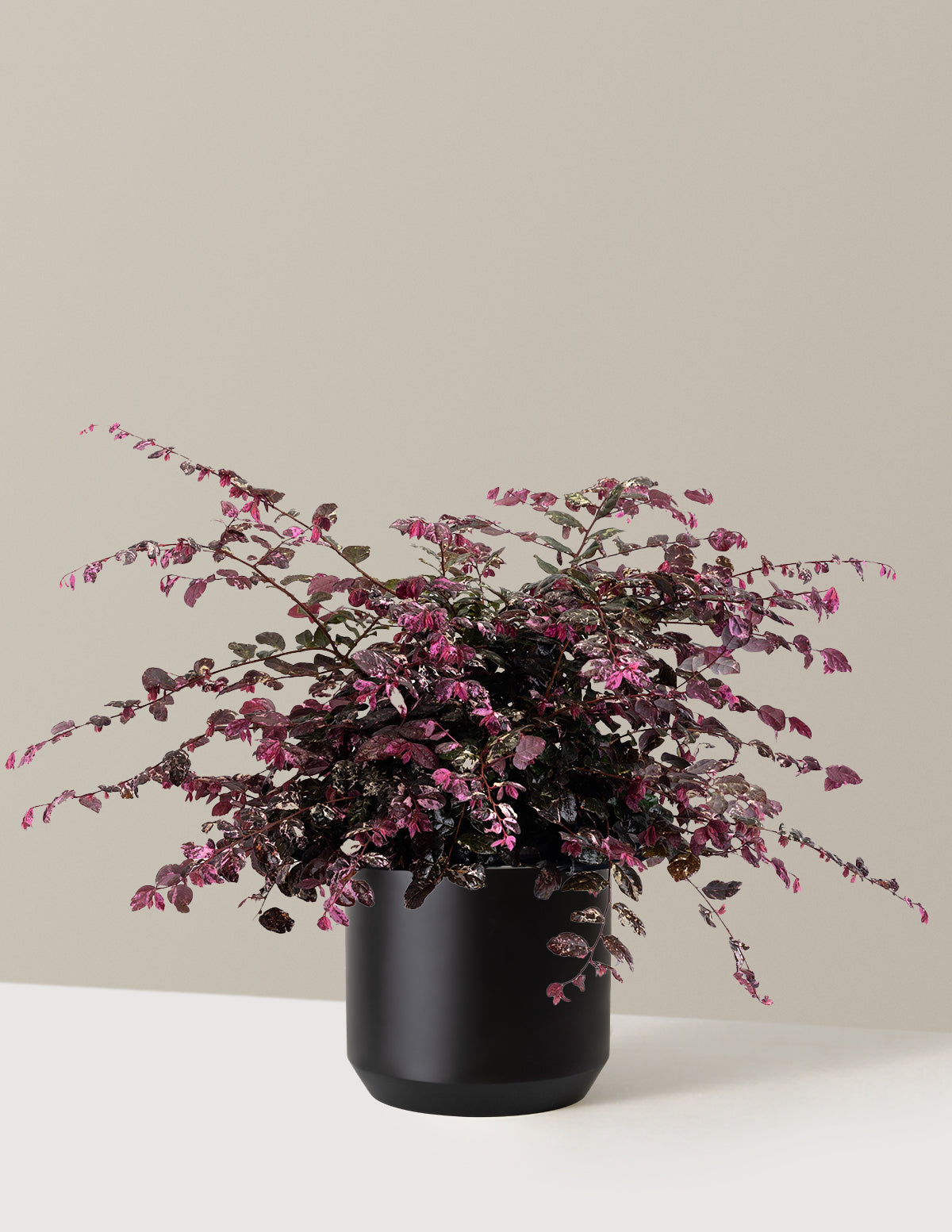 Jazz Hands Variegated® Loropetalum