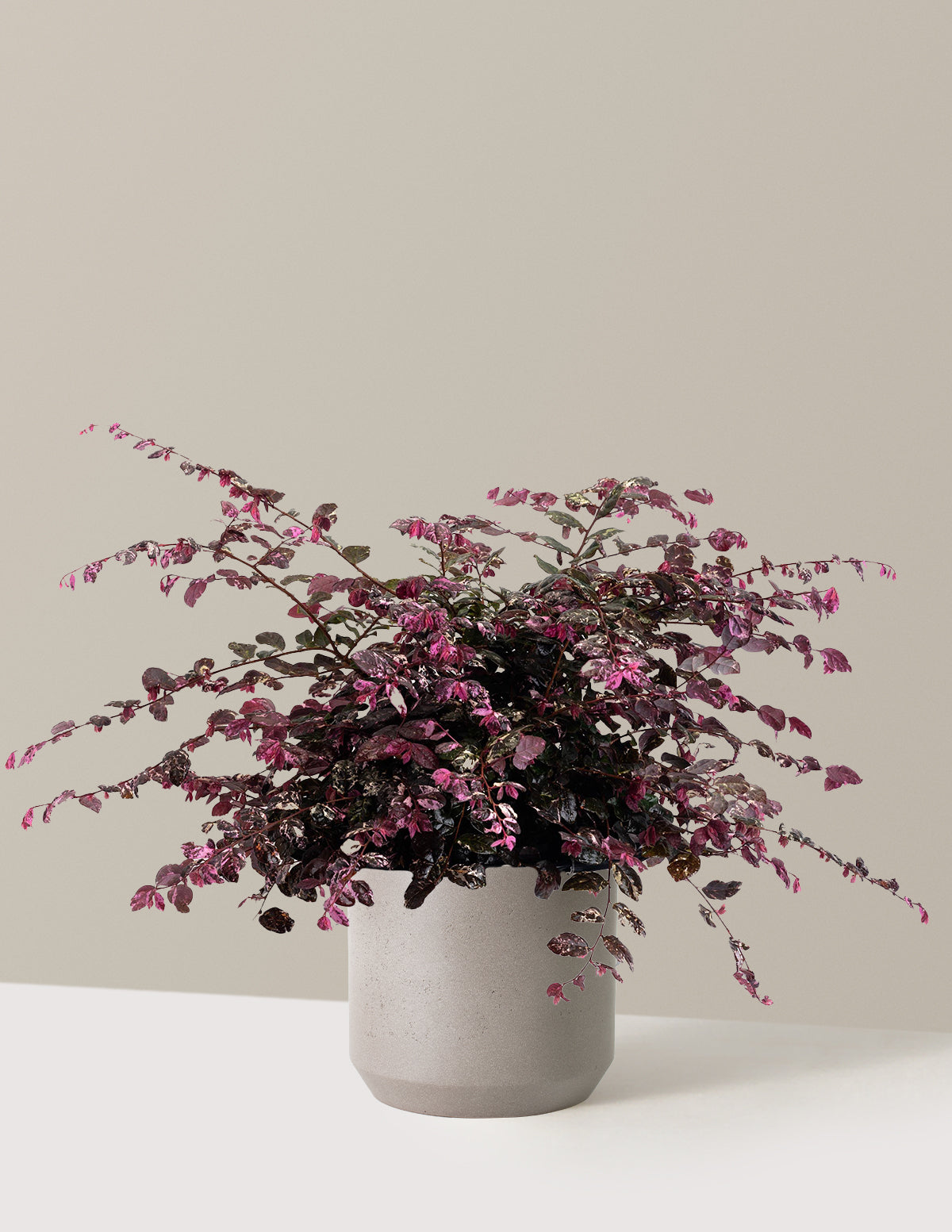 Jazz Hands Variegated® Loropetalum