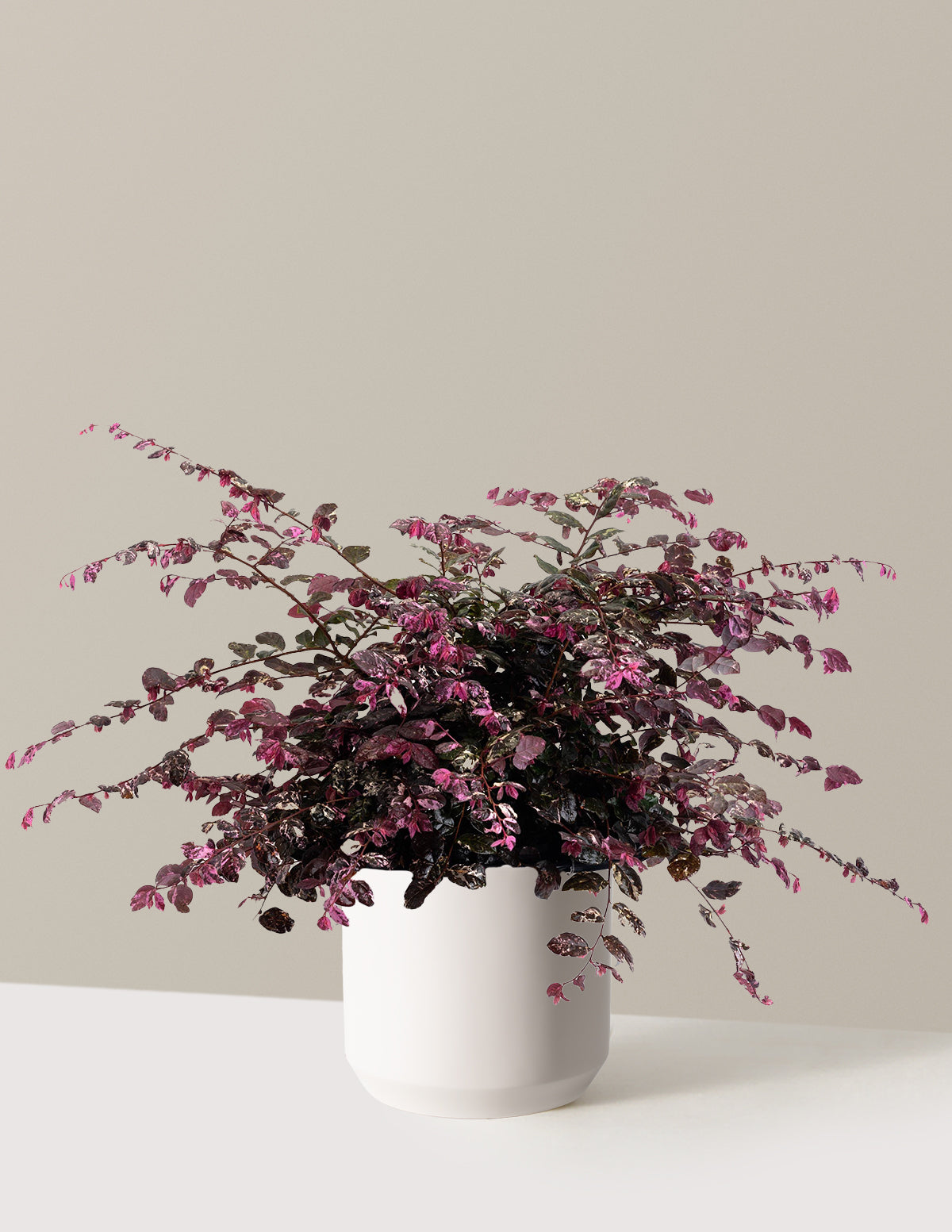 Jazz Hands Variegated® Loropetalum
