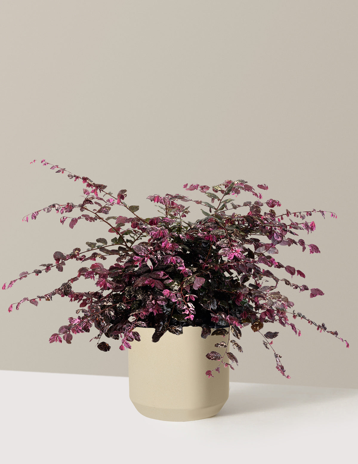 Jazz Hands Variegated® Loropetalum