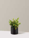 bundle | 3 Gallon | Agnes | Black