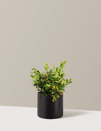 bundle | 3 Gallon | Agnes | Black
