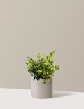 bundle | 3 Gallon | Agnes | Cement Grey
